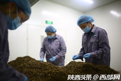 项目介绍丨汉中天谷公司年产8000吨中药材加工及物流体系建设项目